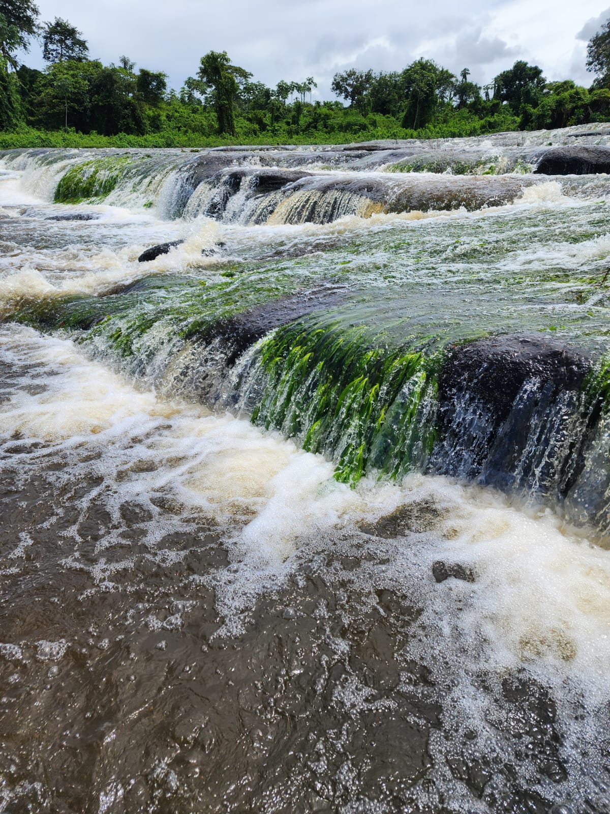 Jungle Suriname